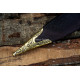 Roman Pompeii Gladius Sword