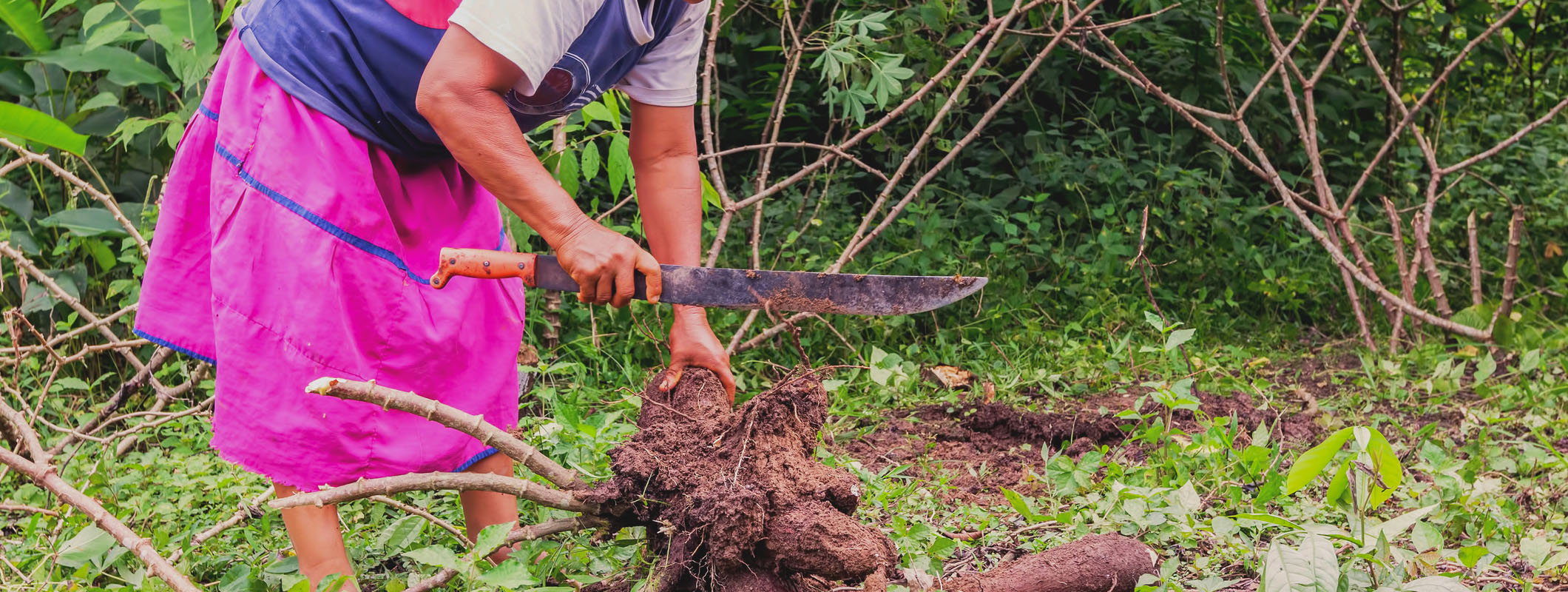 Machete used as a practical tool for outdoor and agricultural work